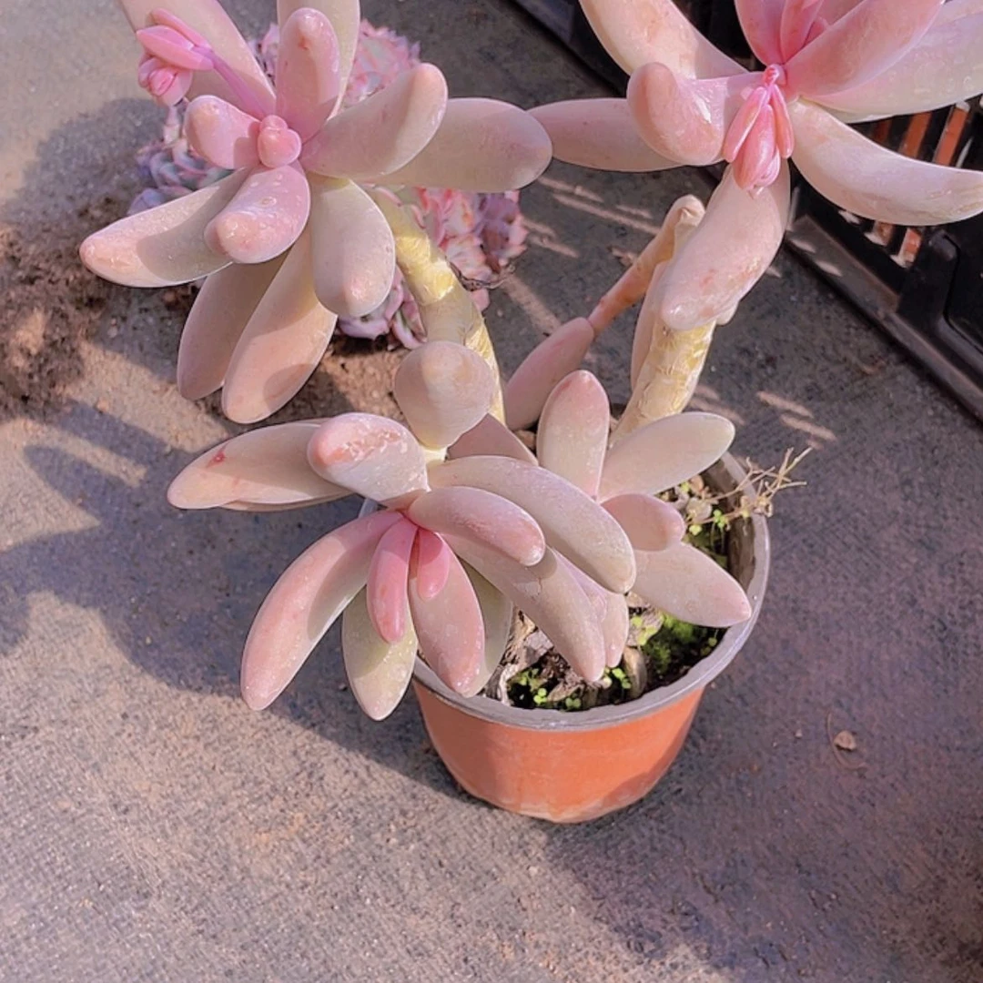 【闪购商品】红手指