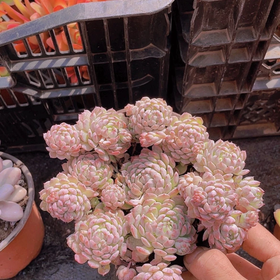 【闪购商品】粉梅。