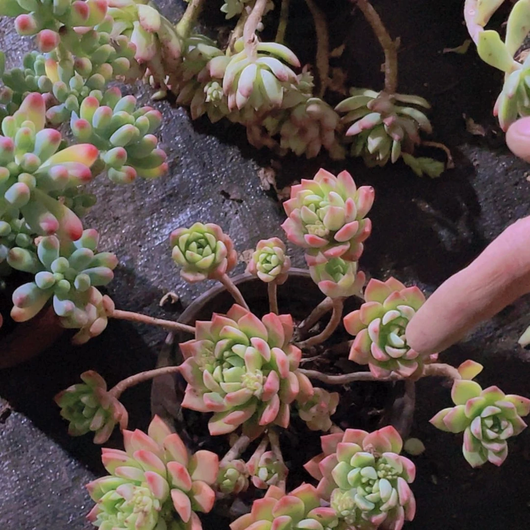 【闪购商品】马库斯