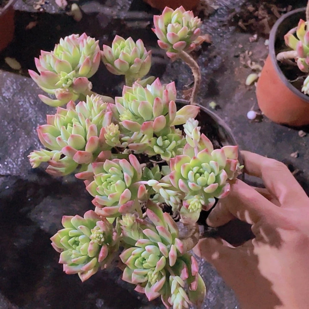 【闪购商品】马库斯