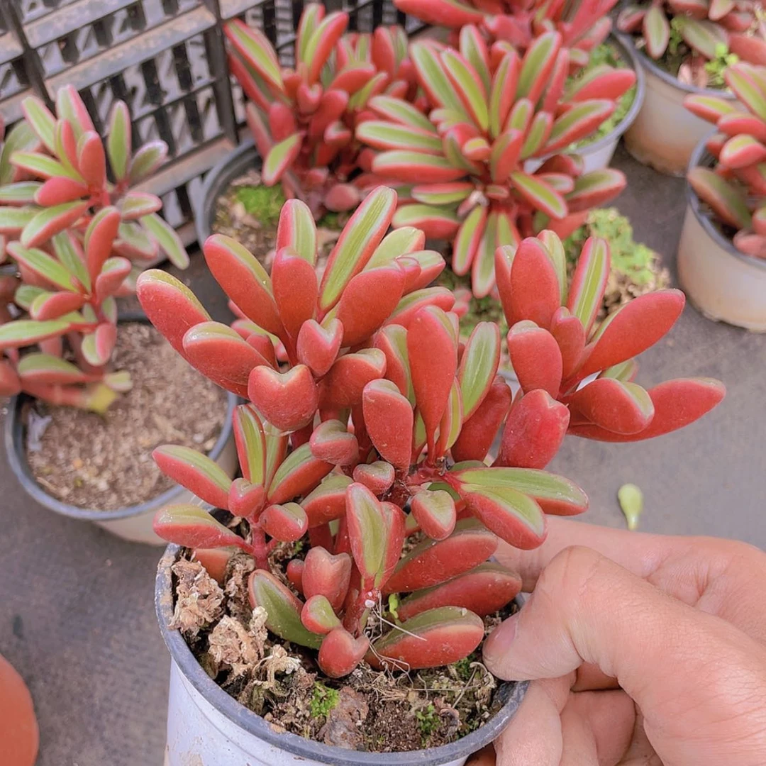 【闪购商品】红贝。