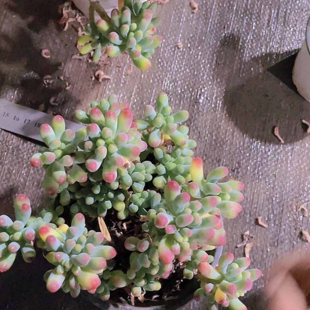 【闪购商品】果冻。