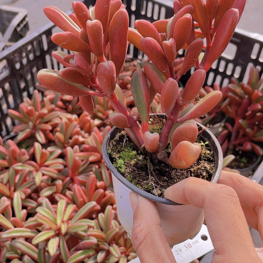 【闪购商品】红贝。
