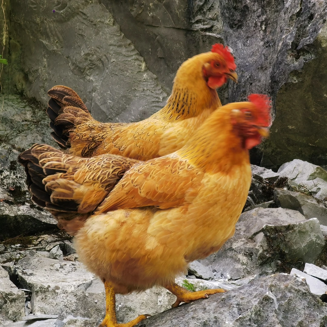 广西马山里当散养项鸡宰杀后发货 包冰率不含冰