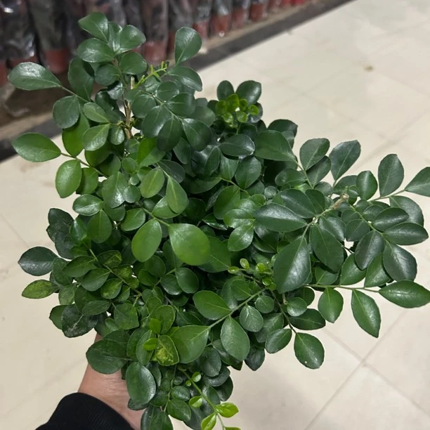 九里香开花植物耐寒