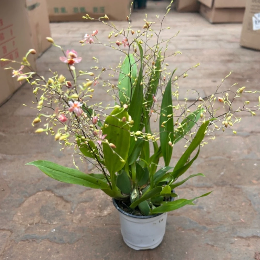 十支黄色梦香兰室内开花装饰植物