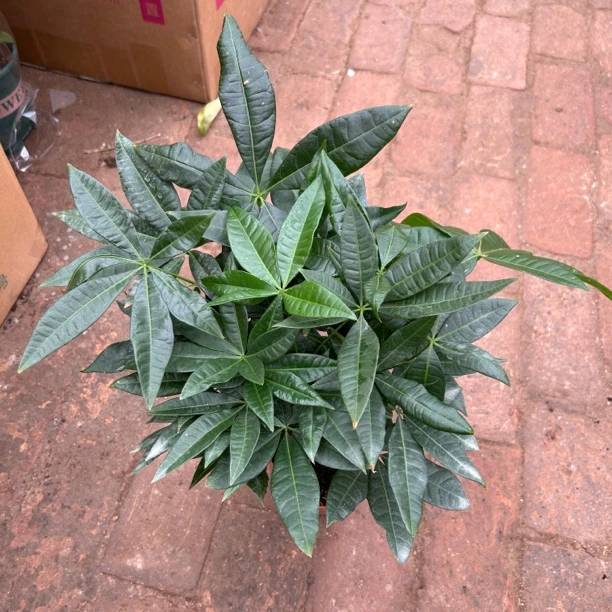 三株辫子发财树室内