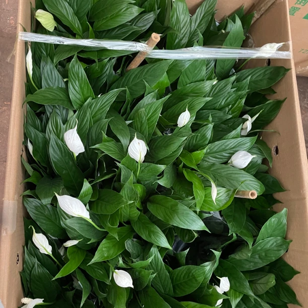 160美酒植物一帆风顺