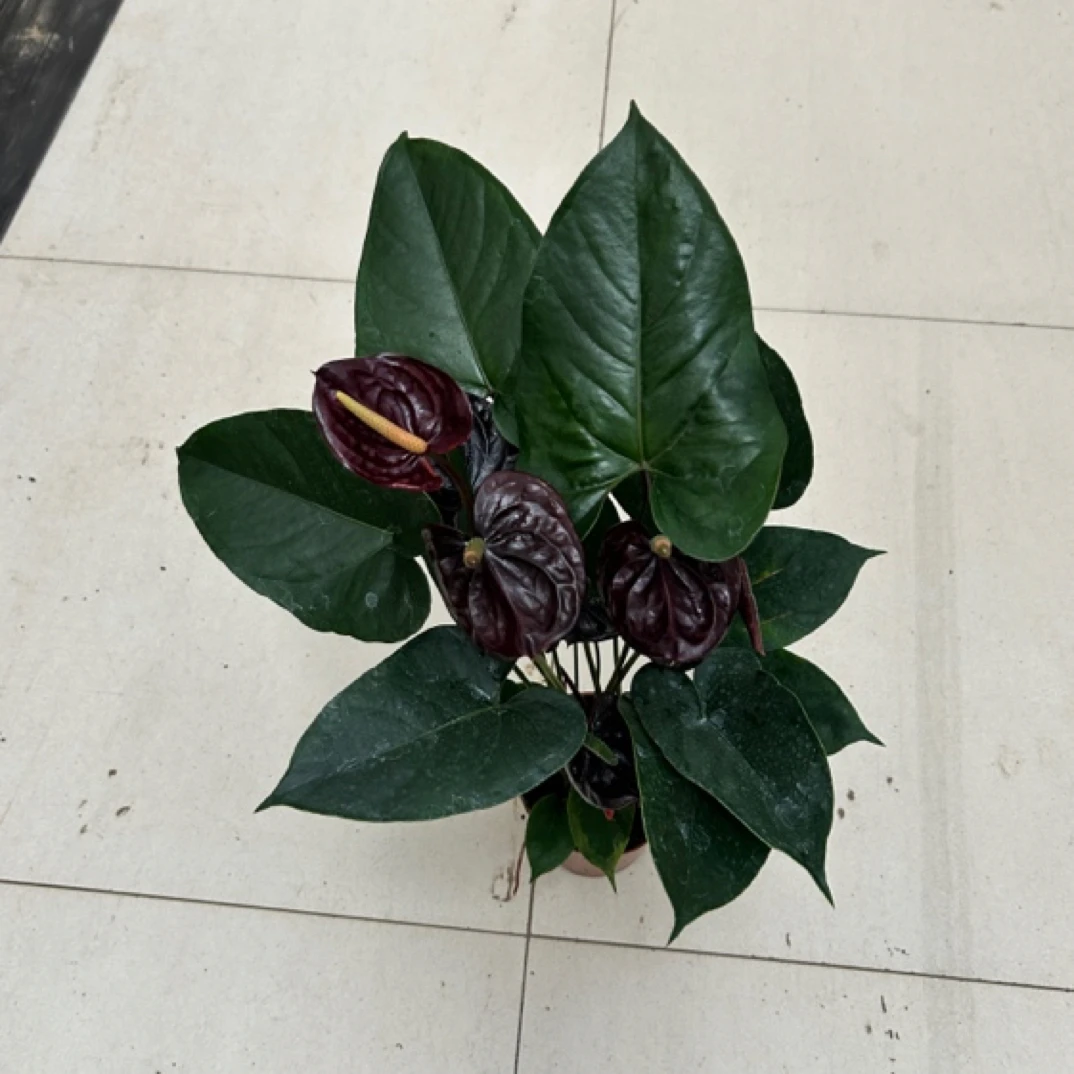 金刚红掌四花实拍