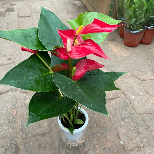 水培红掌开花植物室内桌面植物