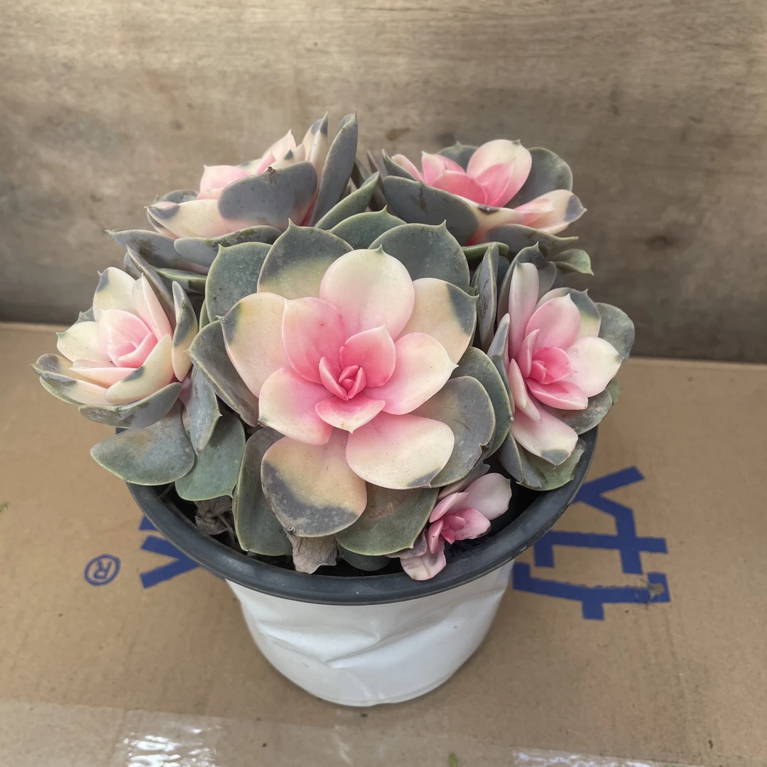 【红心莲】多肉植物耐旱