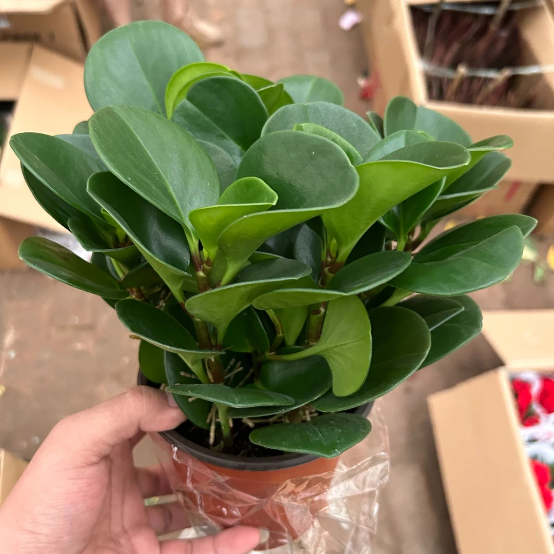 碧玉绿植好养植物豆瓣绿