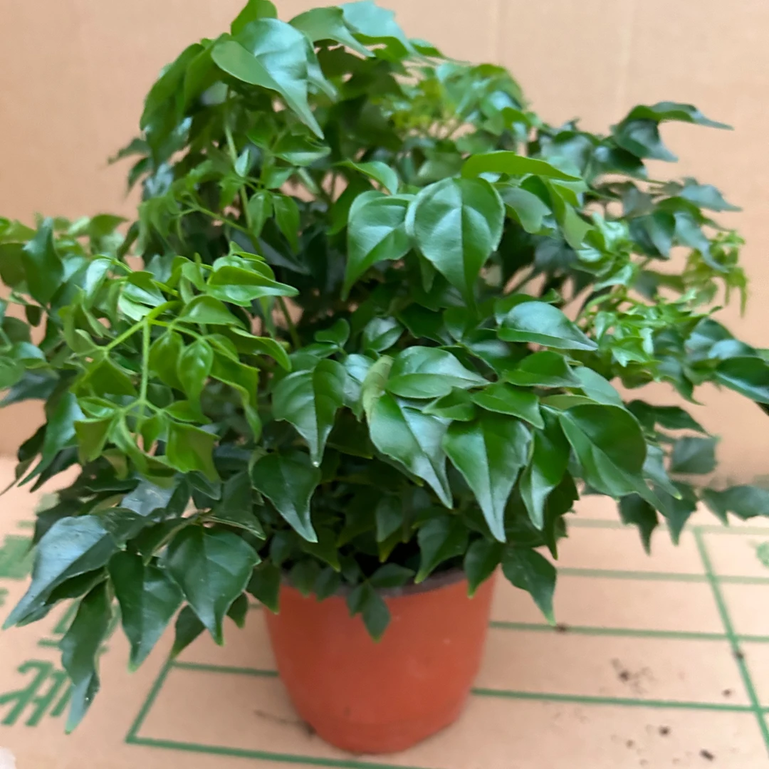 土培幸福树室内植物