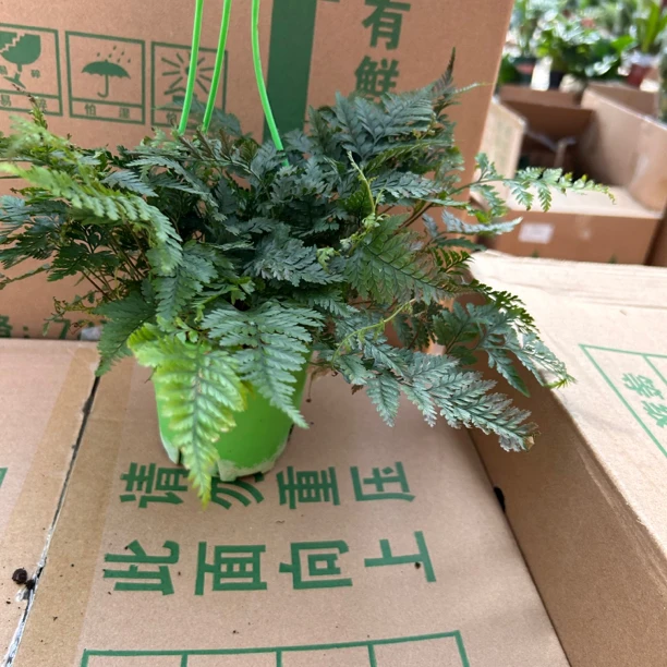 狼尾蕨蕨类植物室内悬挂垂藤植物