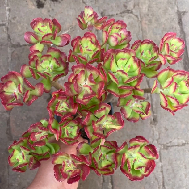 【宝珠】多肉植物耐旱