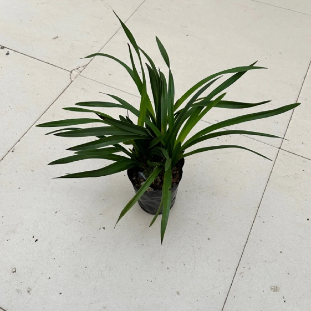 香兰兰花会开花带香味