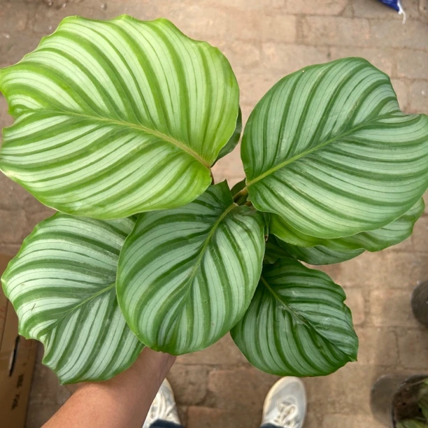 120杯青苹果茱萸植物