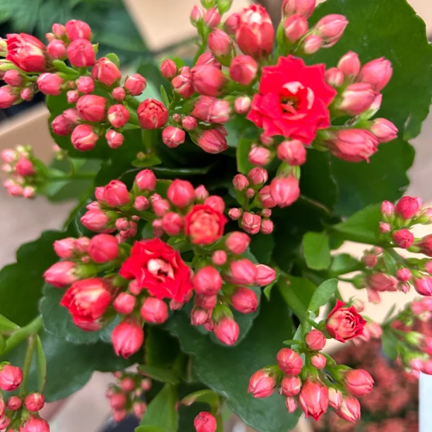 两盆本四长寿花开花植物