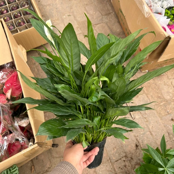 农青140一帆风顺白掌室内