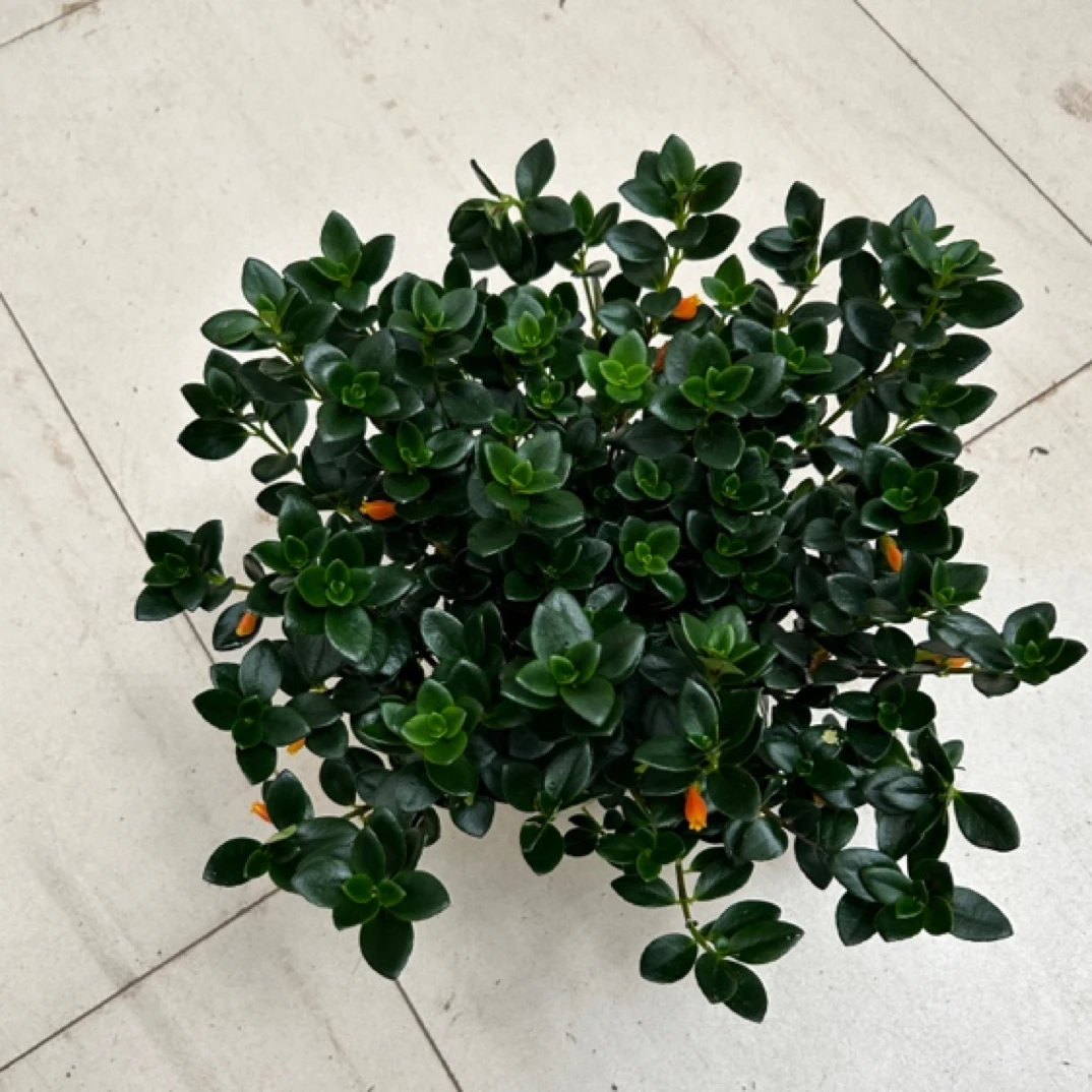 0.5金鱼花开花植物垂藤