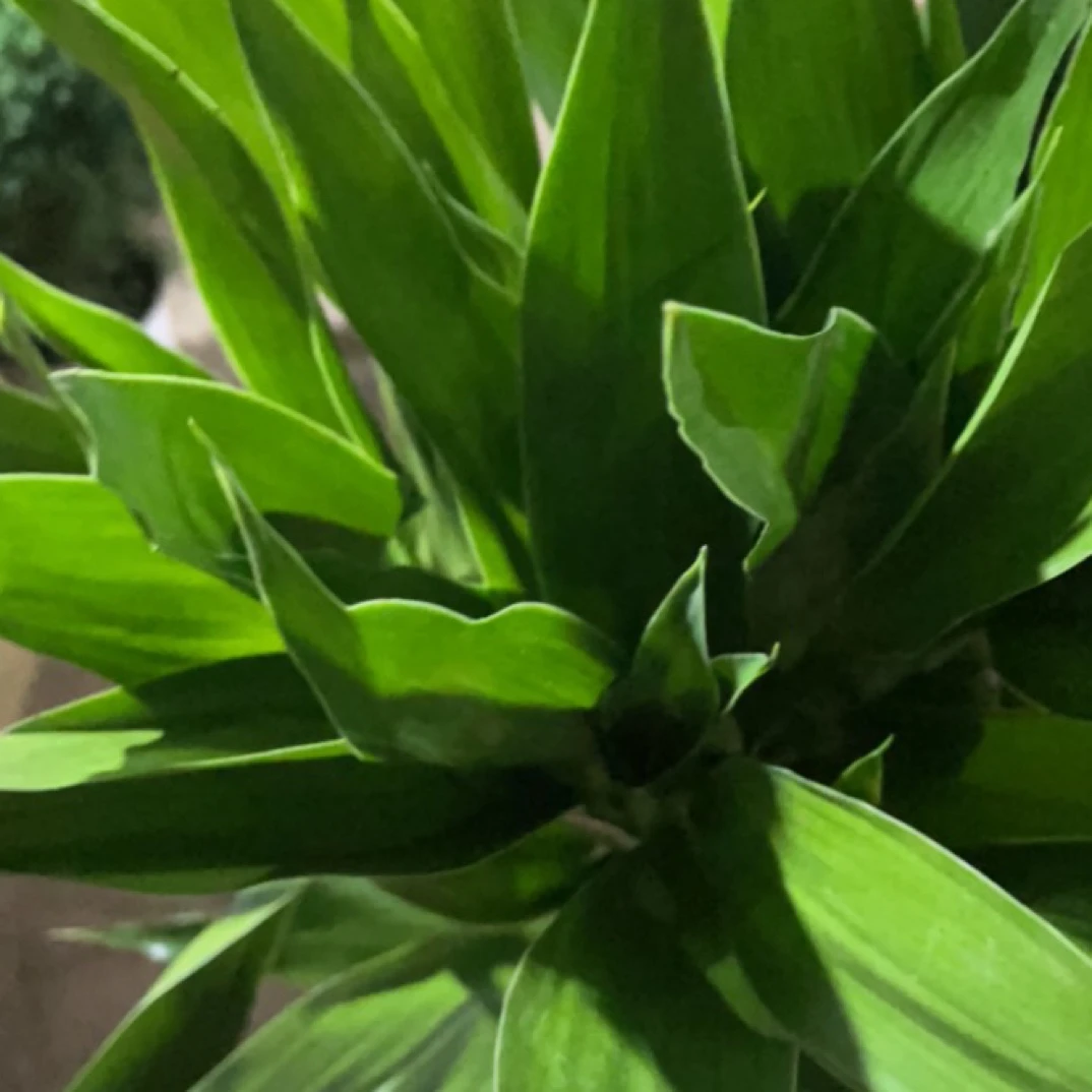 十支50cm开运竹水培植物绿植