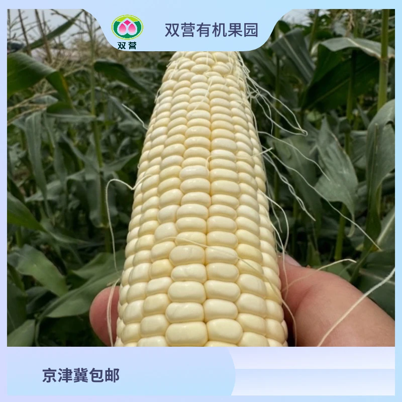 双营农科糯有机336北京平谷5顺丰