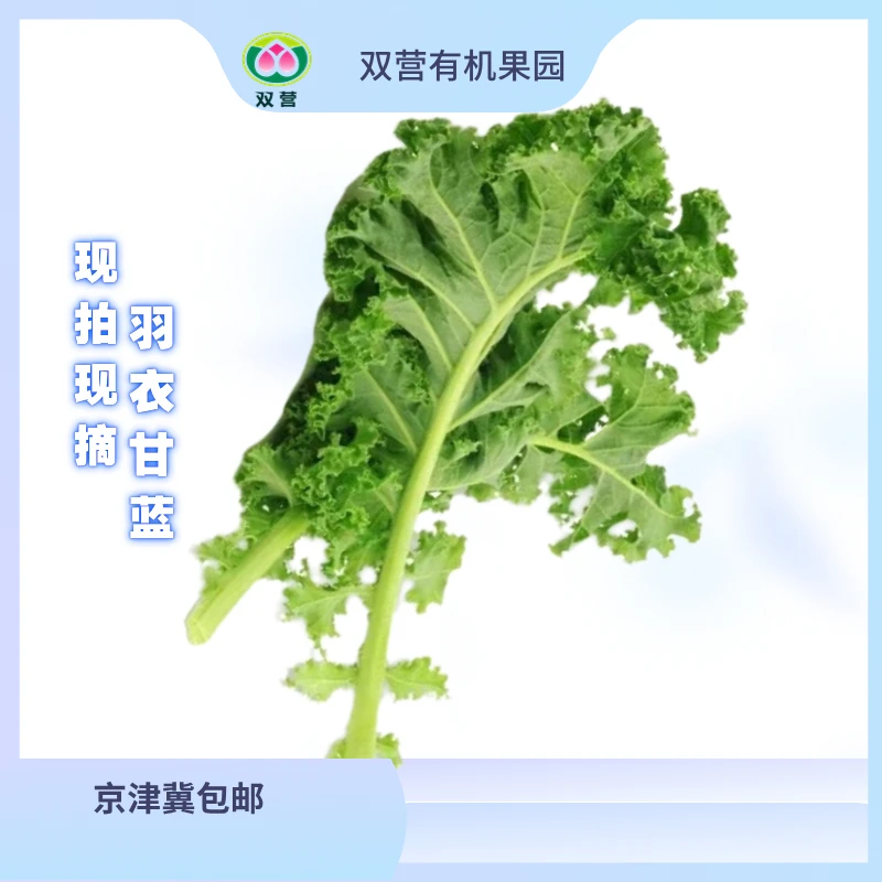 双营羽衣甘蓝沙拉菜农家种植