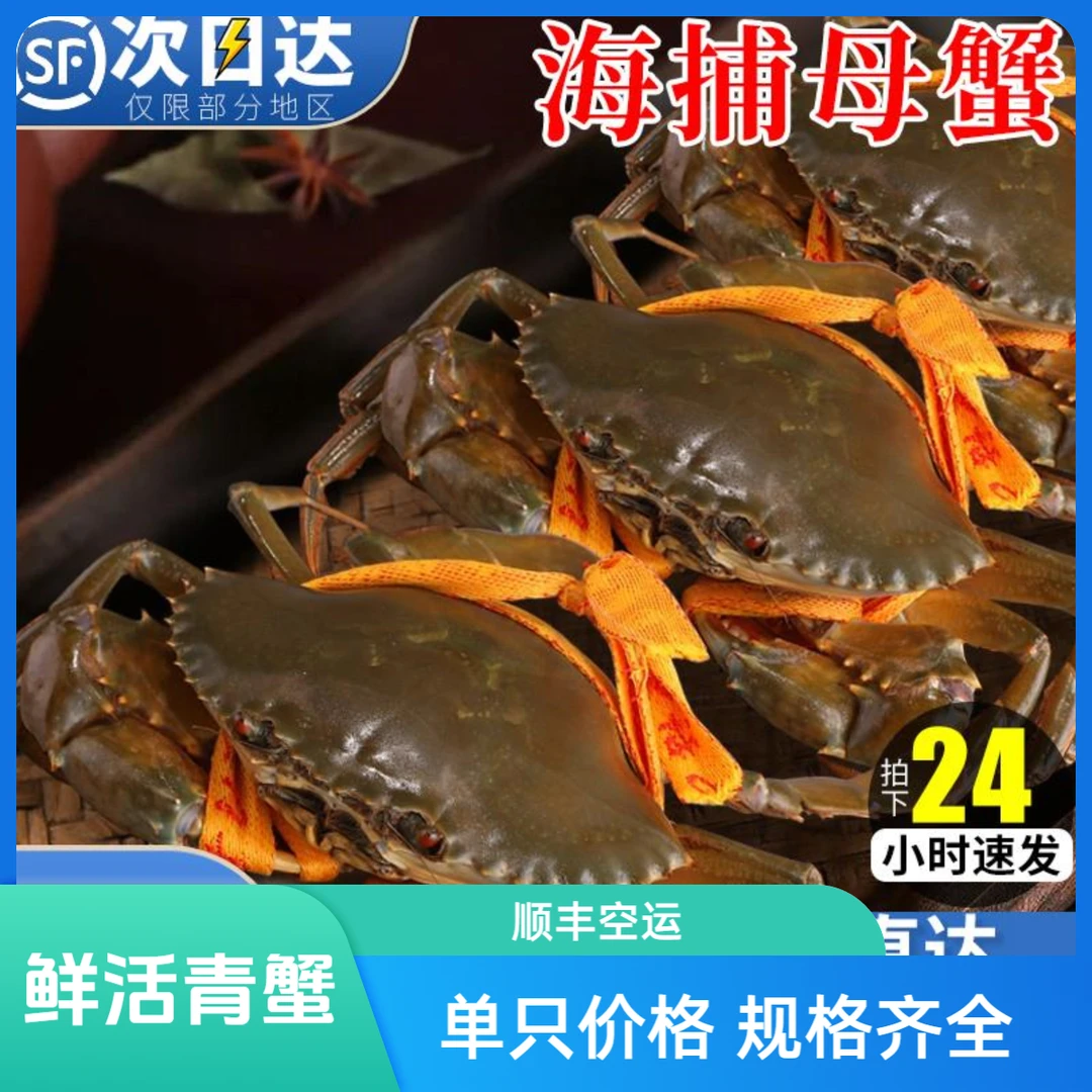【顺丰空运】青蟹鲜活海捕全母蟹特大膏蟹净重海鲜螃红鲟4起发送礼