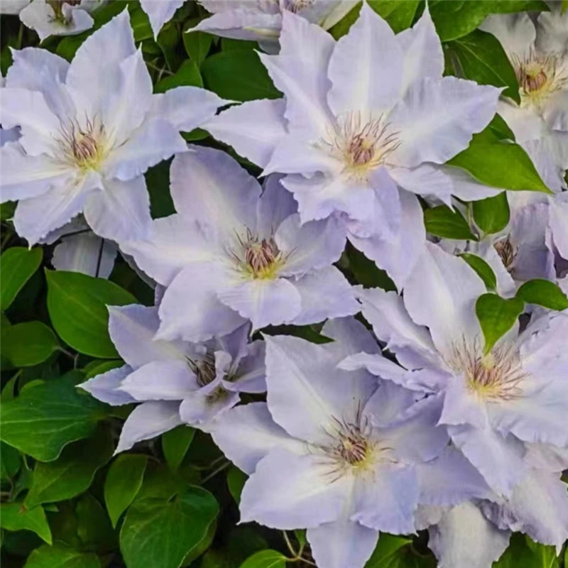 【静海石】铁线莲四季开花爬藤植物重瓣大花庭院阳台藤本攀援盆栽