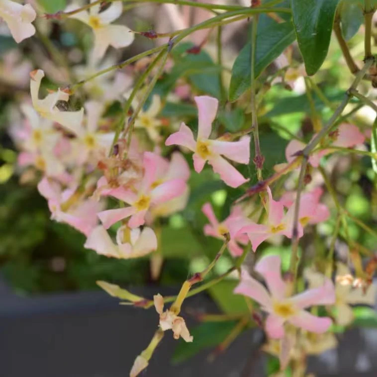 【一加仑风车茉莉】浓香型藤本植物盆栽地栽爬藤开花植物多年生