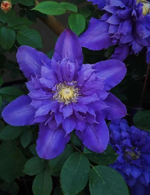 【薇安】铁线莲四季开花爬藤植物重瓣大花庭院阳台藤本攀援卉盆栽