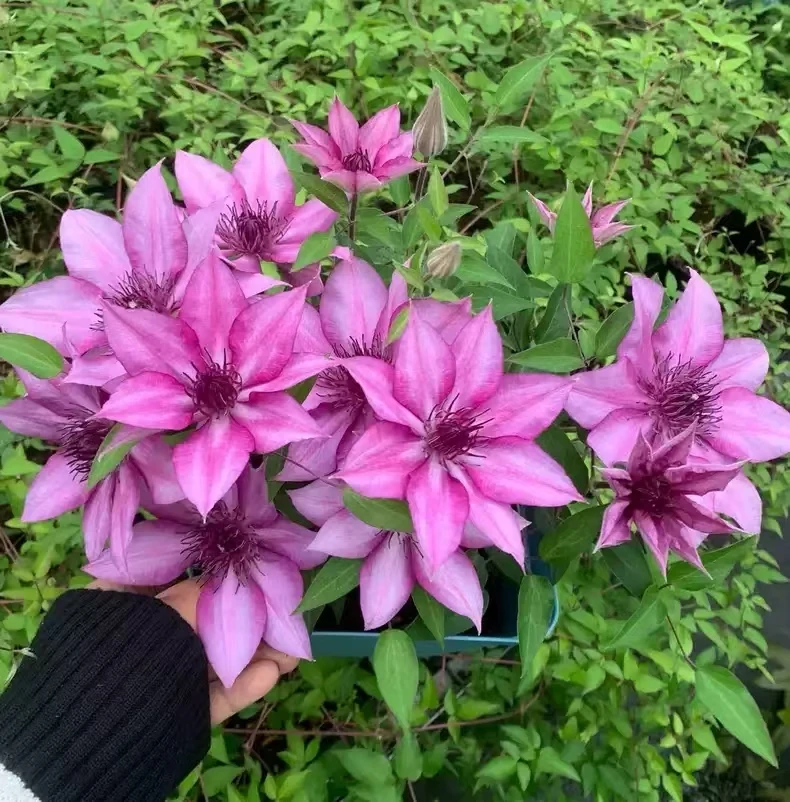 【许愿星】铁线莲四季开花爬藤植物重瓣大花庭院阳台藤本攀援盆栽