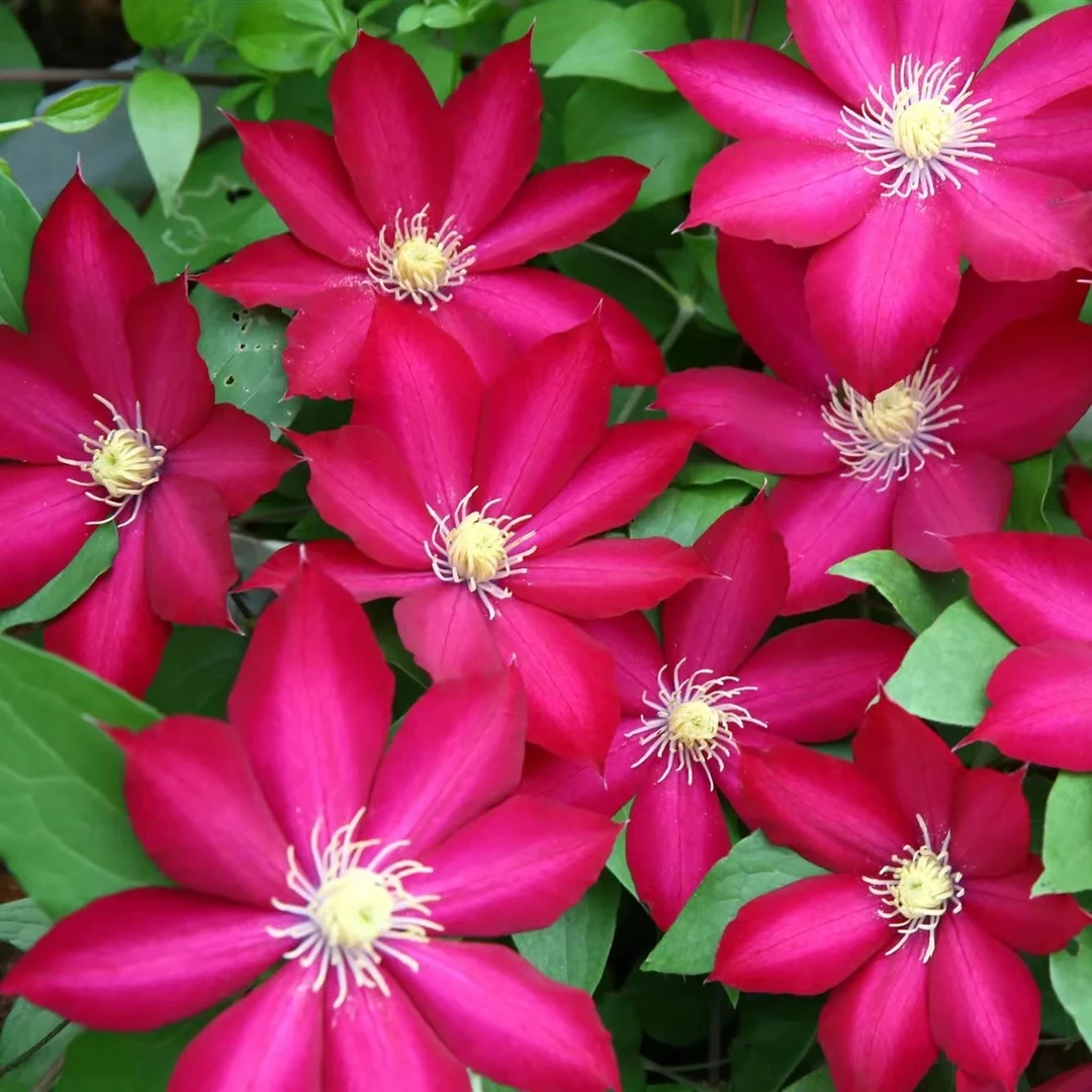 【一加仑波旁王朝】铁线莲四季开花爬藤植物重瓣大花庭院阳台藤本攀