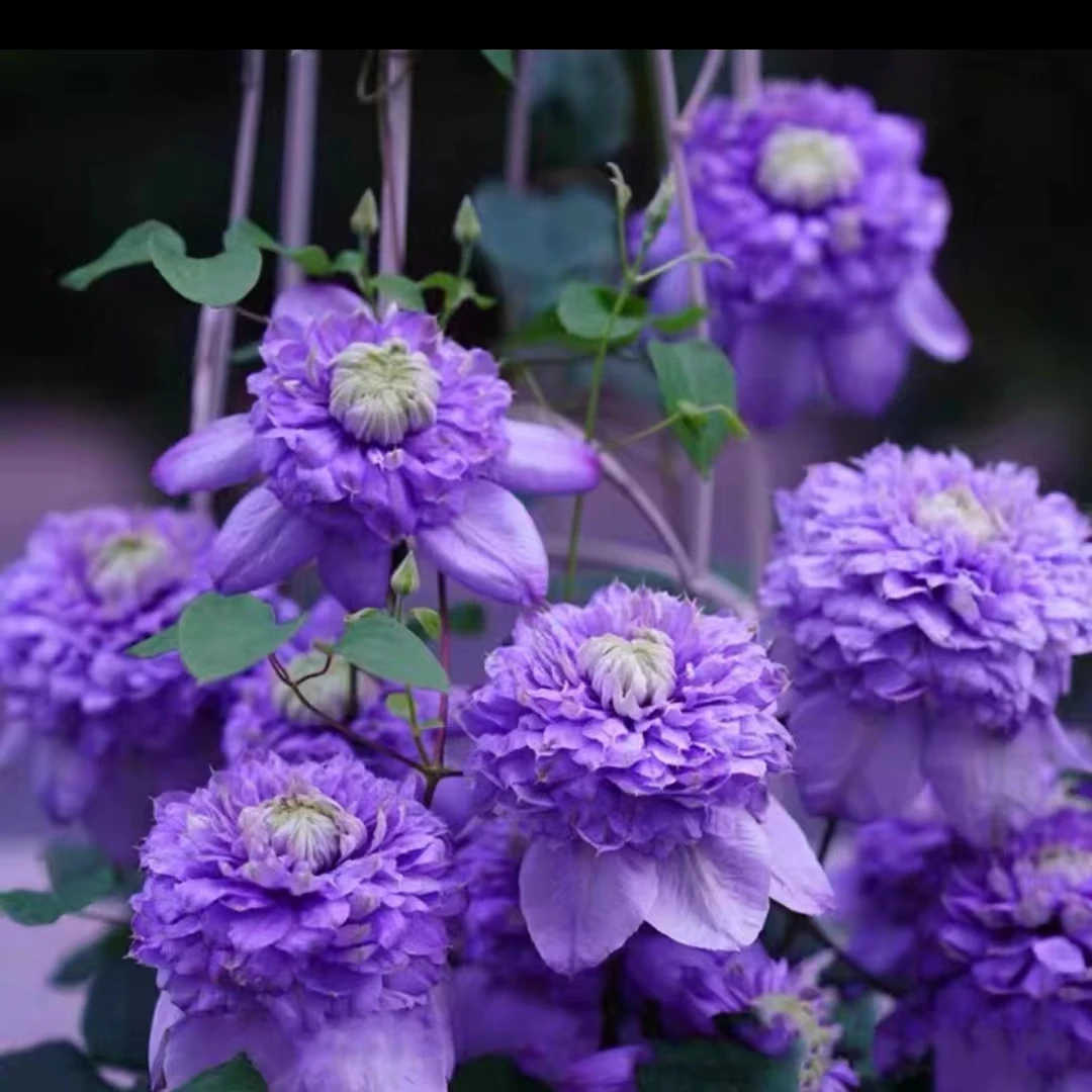 【一加仑蓝光】铁线莲四季开花爬藤植物重瓣大花庭院阳台藤本攀援盆