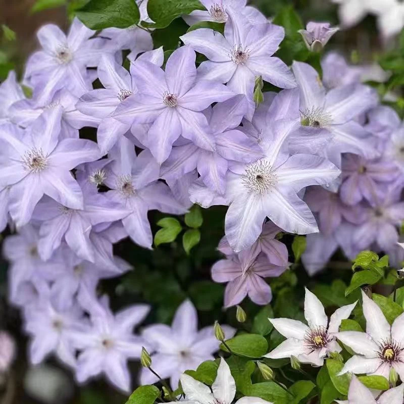 【市长】铁线莲四季开花爬藤植物重瓣大花庭院阳台藤本攀援卉盆栽