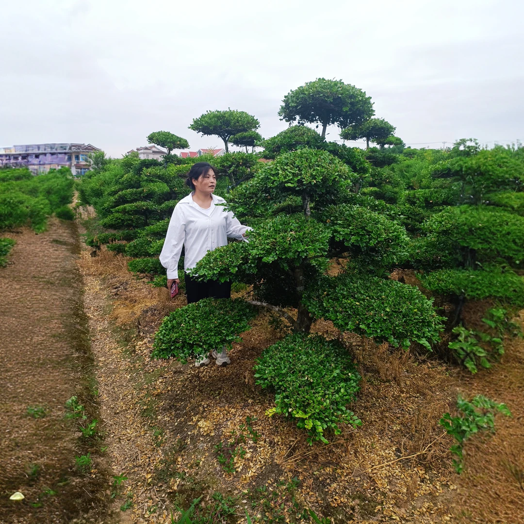 长期供应:1-30公分黄杨树室内盆景大型绿植恐怖绿植植物常青客厅