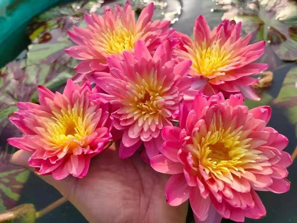 热带睡莲 岩山日出带花苞苗一株丰花香水莲