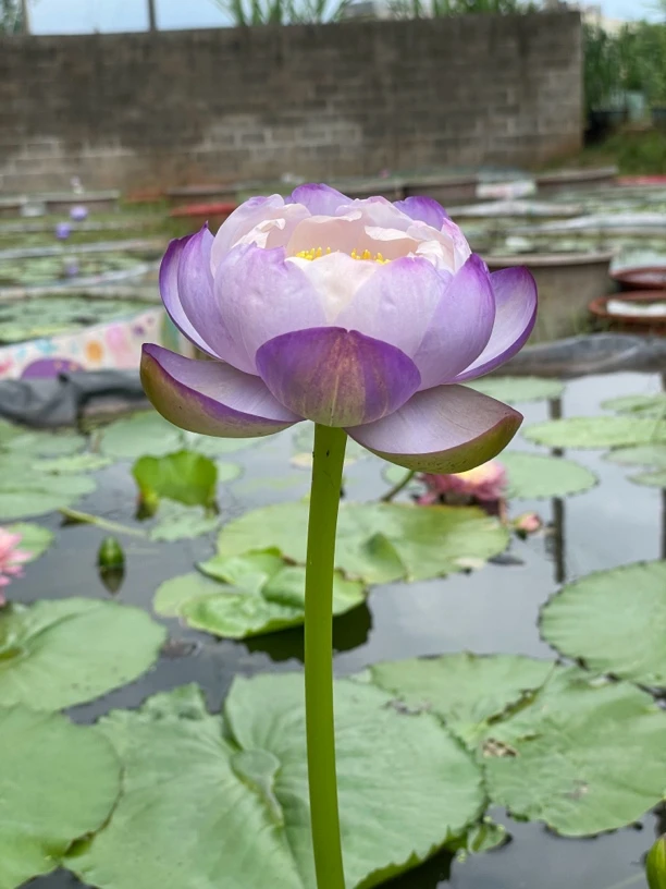 精品名贵澳洲睡莲 象牙塔开花苗 圆润变色卡奔水生植物
