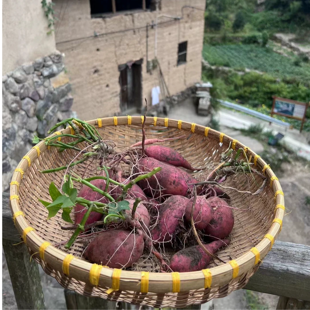 高山 农家 土红薯