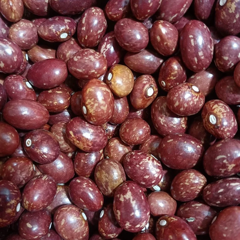 M 高山 农家 金丝豆