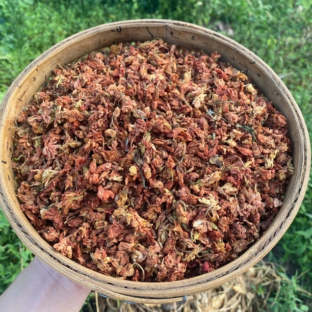 CLS高山 农家 罗汉果花