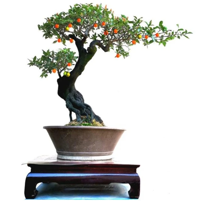 金弹子盆景素材老桩