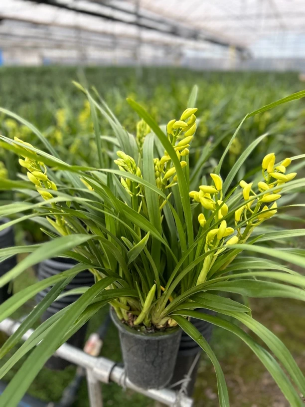 大花蕙兰，金皇后，黄色财色