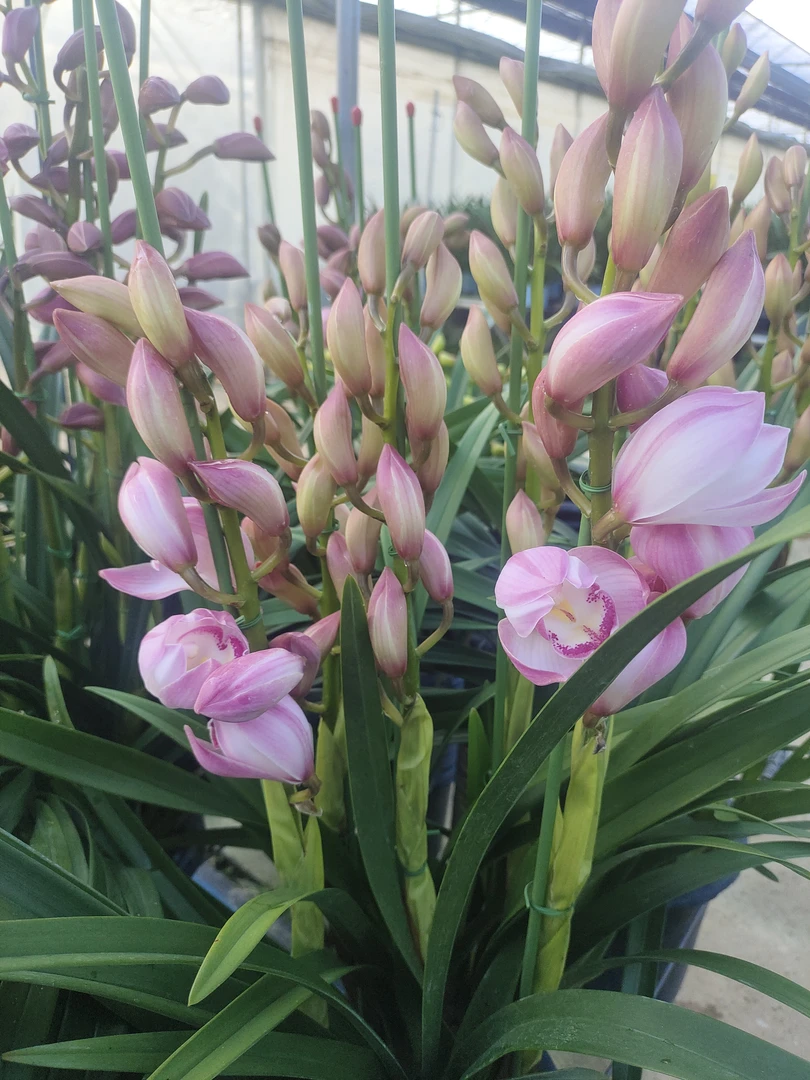 爱恋 大花惠兰 粉色高端上档次（花盆破了不售后）