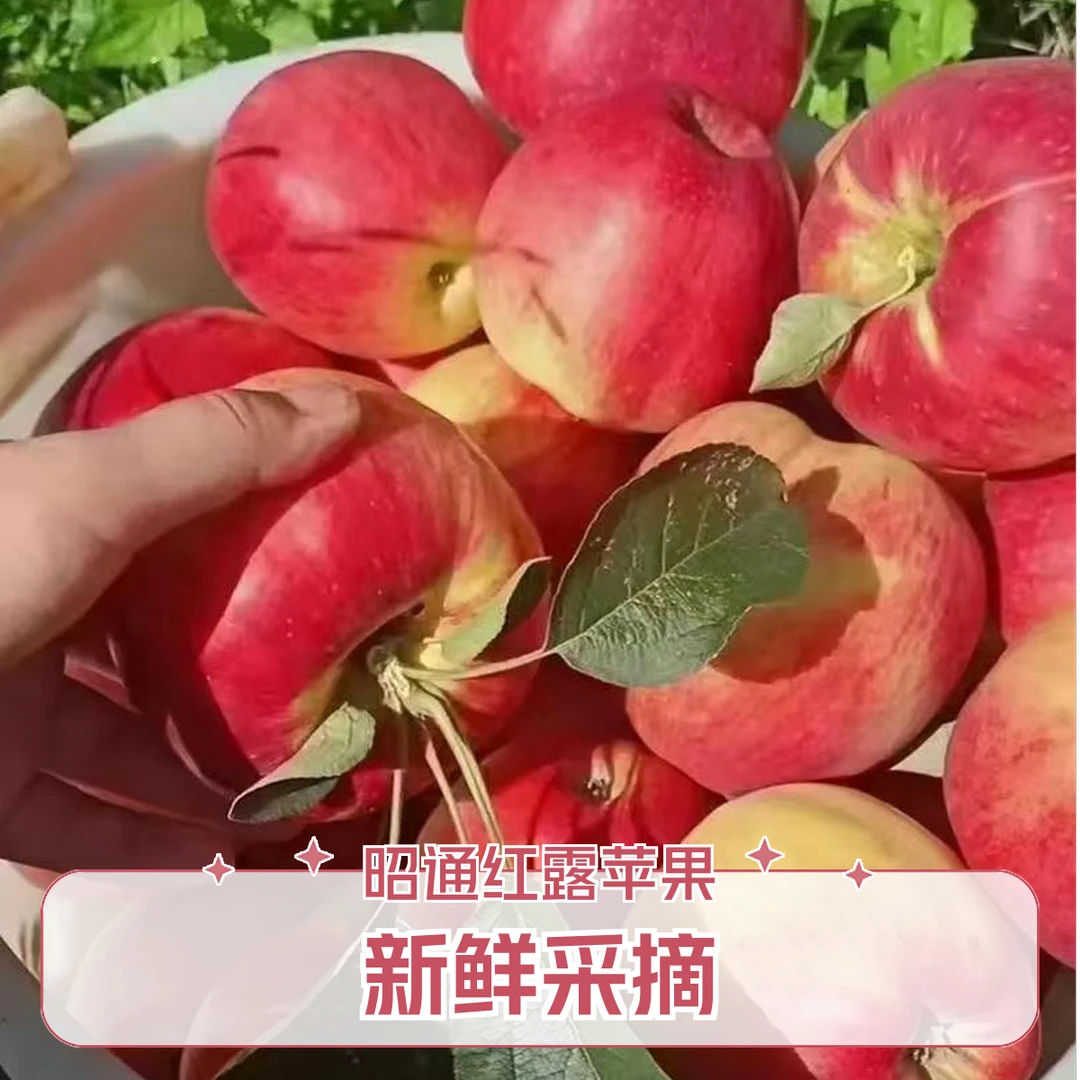昭通脆甜红露苹果