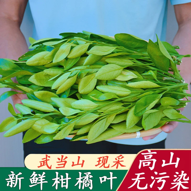 湖北【新鲜橘叶】农村现摘柑橘叶桔子叶橙树西点蛋糕装饰绿色点缀