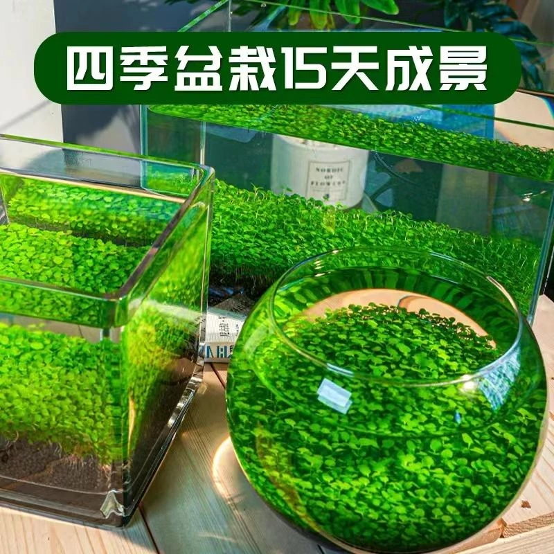 水草种子水草家用养鱼室内鱼缸草缸种籽种植大对叶种子小对叶种子