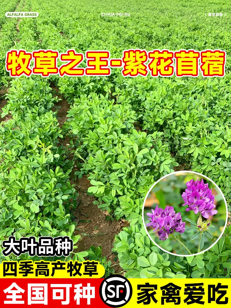 紫花苜蓿种籽多年生牧草种子四季养殖喂羊牛鸡鸭鹅鱼牧草种植种籽