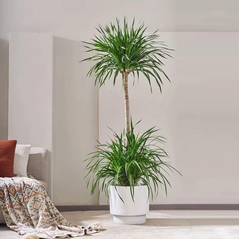 景秀花城二层粗杆老桩 龙血树四季常绿绿植室内除甲醛