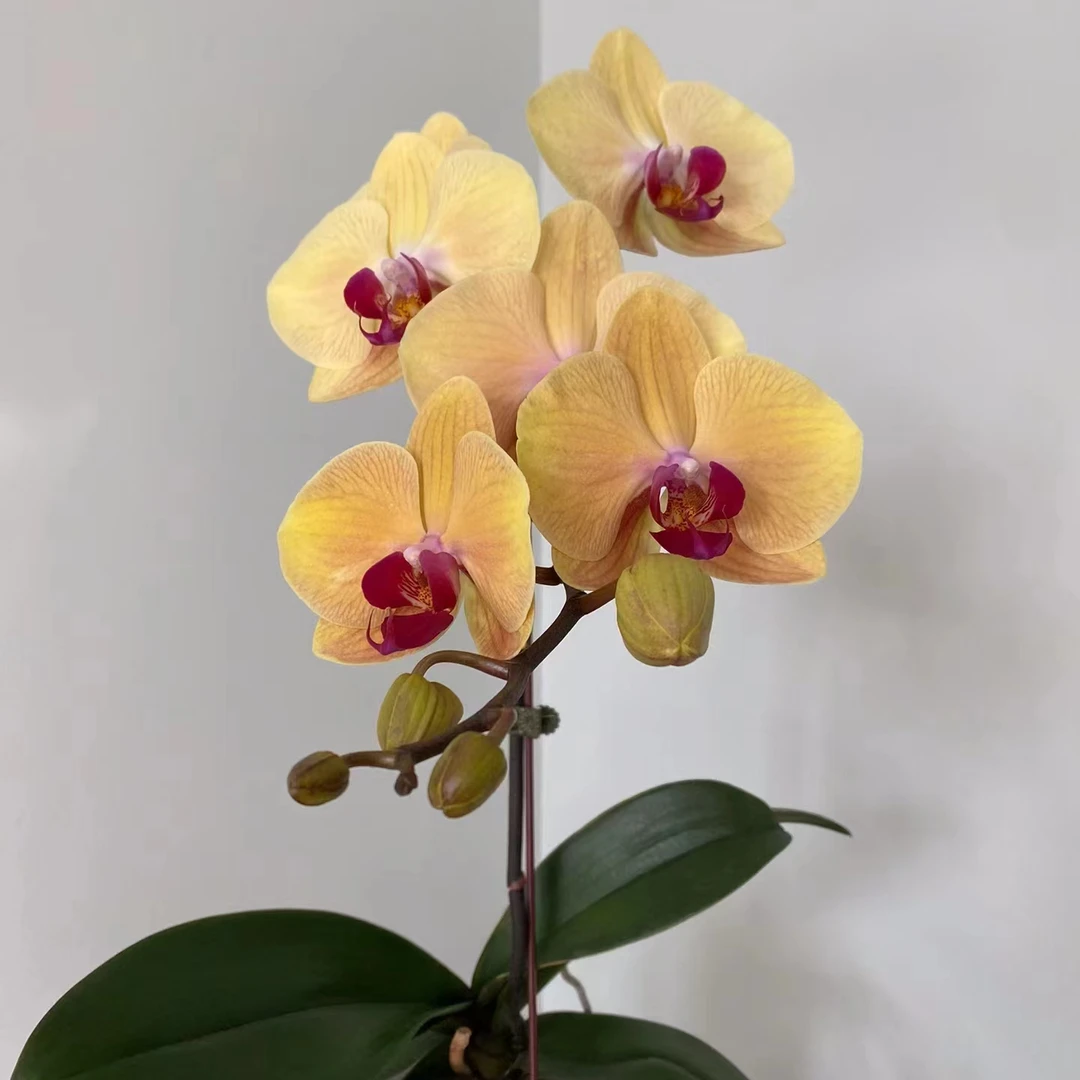 黄金美人2.8寸杯带花剑中大花